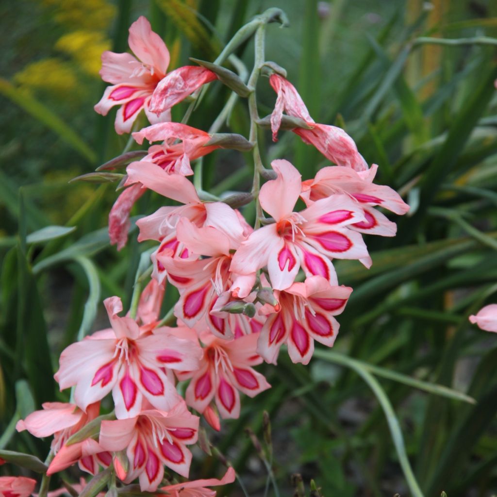 Gladiolus nanus Nathalie - Gladiole
