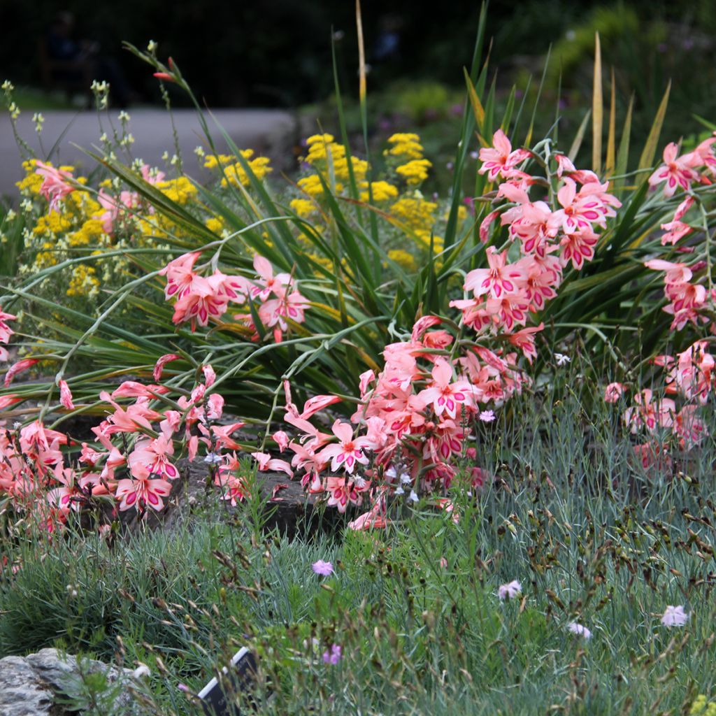 Gladiolus nanus Nathalie - Gladiole