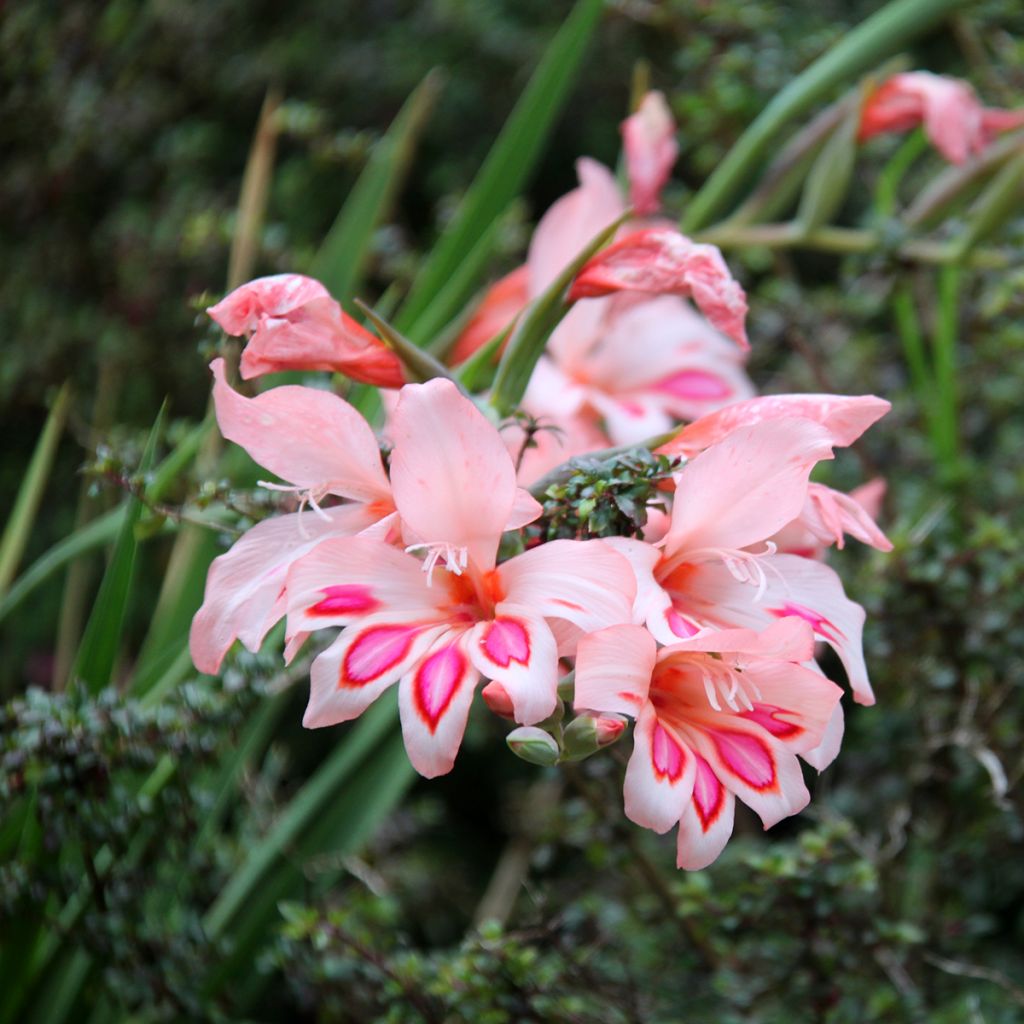 Gladiolus nanus Nathalie - Gladiole
