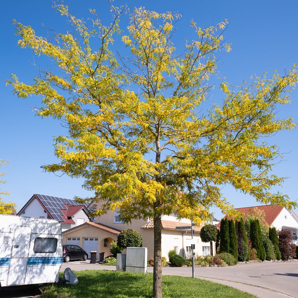Gleditsia triacanthos f.inermis Skyline - Gleditschie