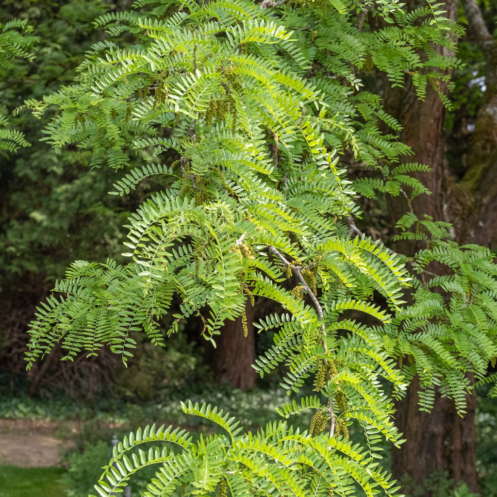 Gleditsia triacanthos f.inermis Skyline - Gleditschie
