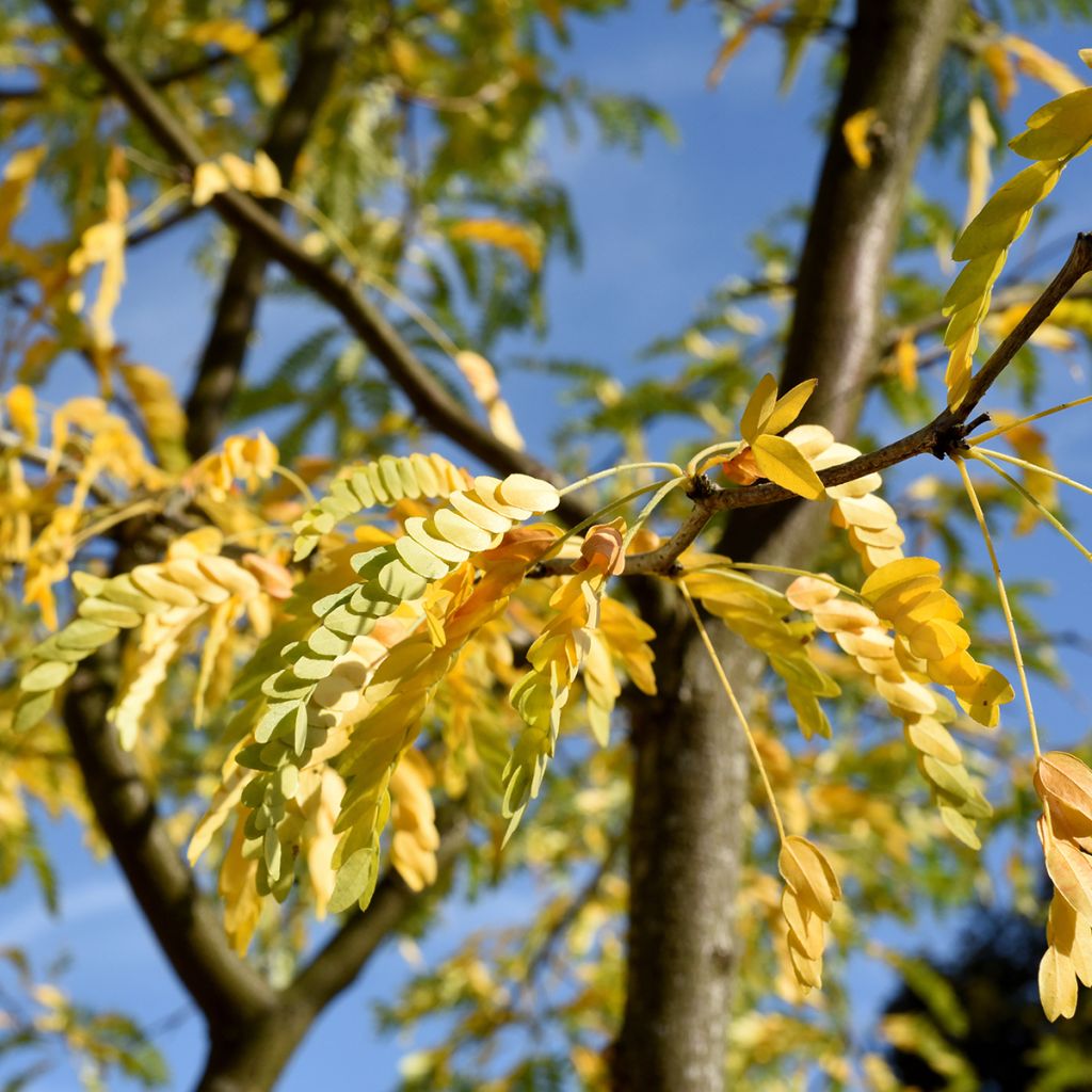 Gleditsia triacanthos f.inermis Skyline - Gleditschie