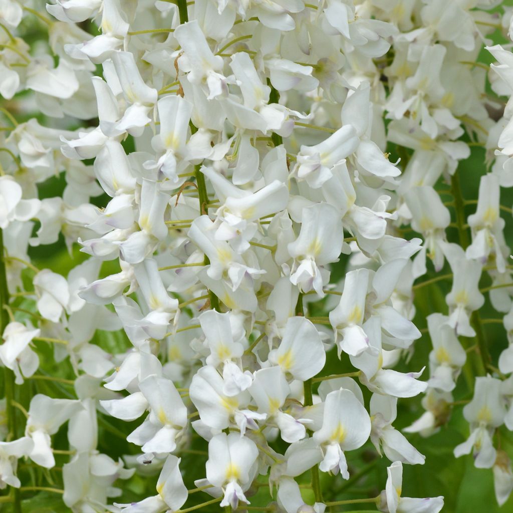 Wisteria floribunda Shiro-noda - Reichblütige Glyzinie