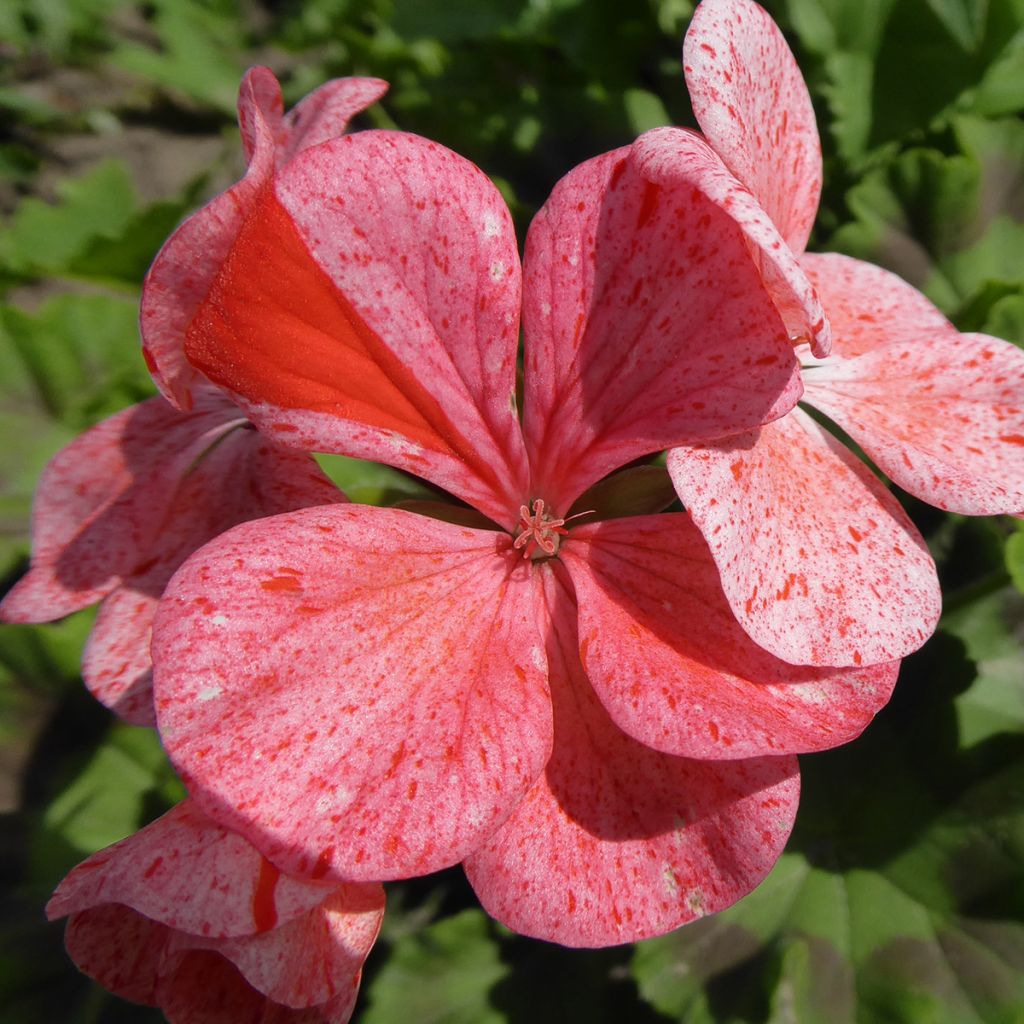 Zonal-Pelargonie Flic Flac Red Nova - Pelargonium