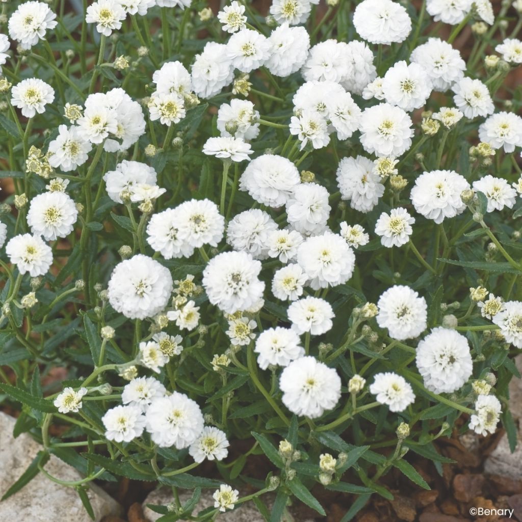 Achillea ptarmica Marshmallow (Pillierte Samen) - Sumpf-Schafgarbe