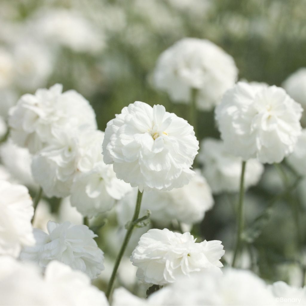 Achillea ptarmica Marshmallow (Pillierte Samen) - Sumpf-Schafgarbe