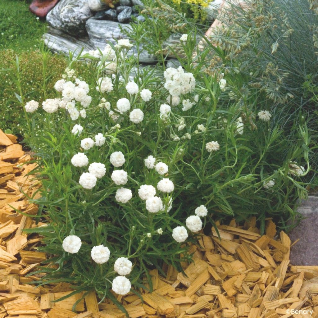 Achillea ptarmica Marshmallow (Pillierte Samen) - Sumpf-Schafgarbe