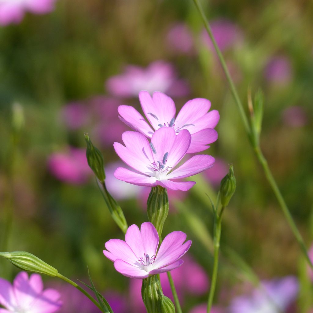 Agrostemma coeli-rosa (Samen) - Gewöhnliche Kornrade