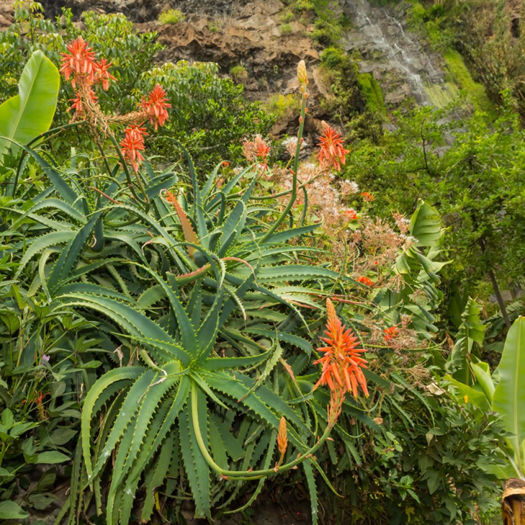 Aloe arborescens (Samen) - Brand-Aloe