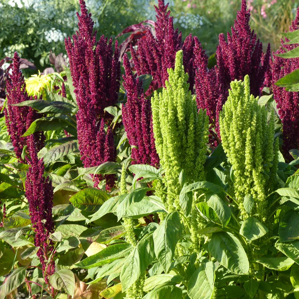 Amaranthus Pygmy Torch  Green Thumb (samen) - Garten-Fuchsschwanz