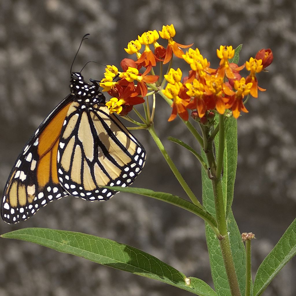 Asclepias curassavica (Samen) - Curacao-Seidenpflanze