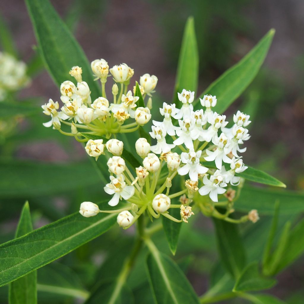 Asclepias incarnata White (Samen) - Rosablühende Seidenpflanze