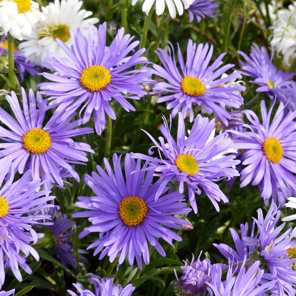 Aster alpinus Goliath (Samen) - Alpen-Aster