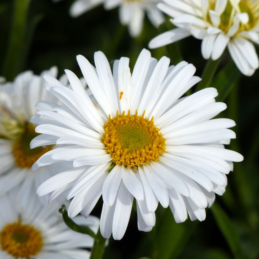 Aster alpinus White Beauty (Samen) - Alpen-Aster