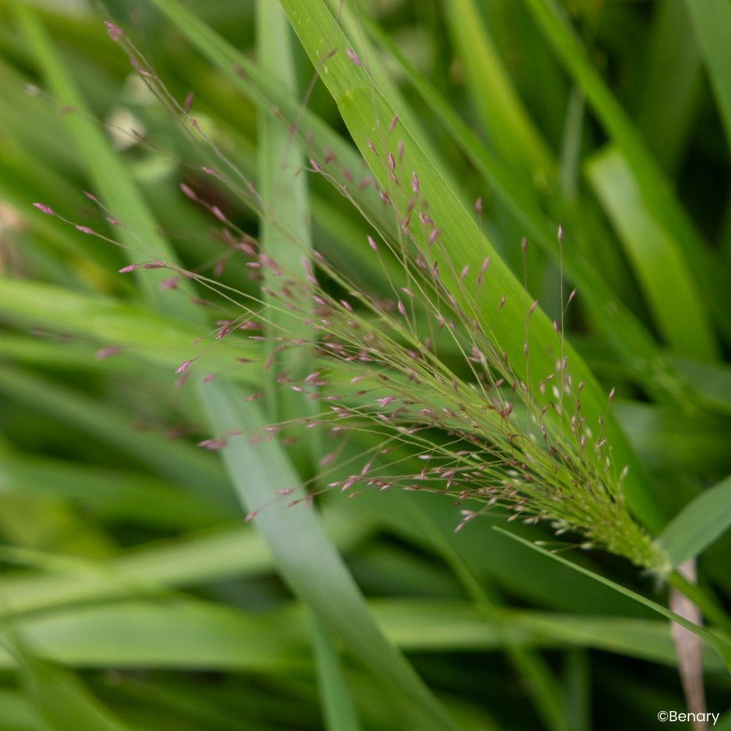 Eragrostis spectabilis Snuggy (Samen) - Purpur-Liebesgras