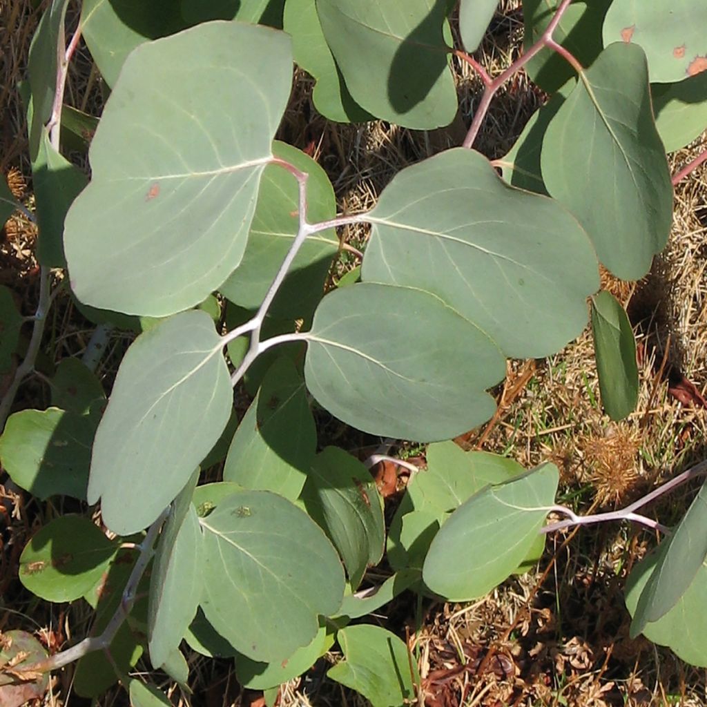 Eucalyptus polyanthemos (samen)