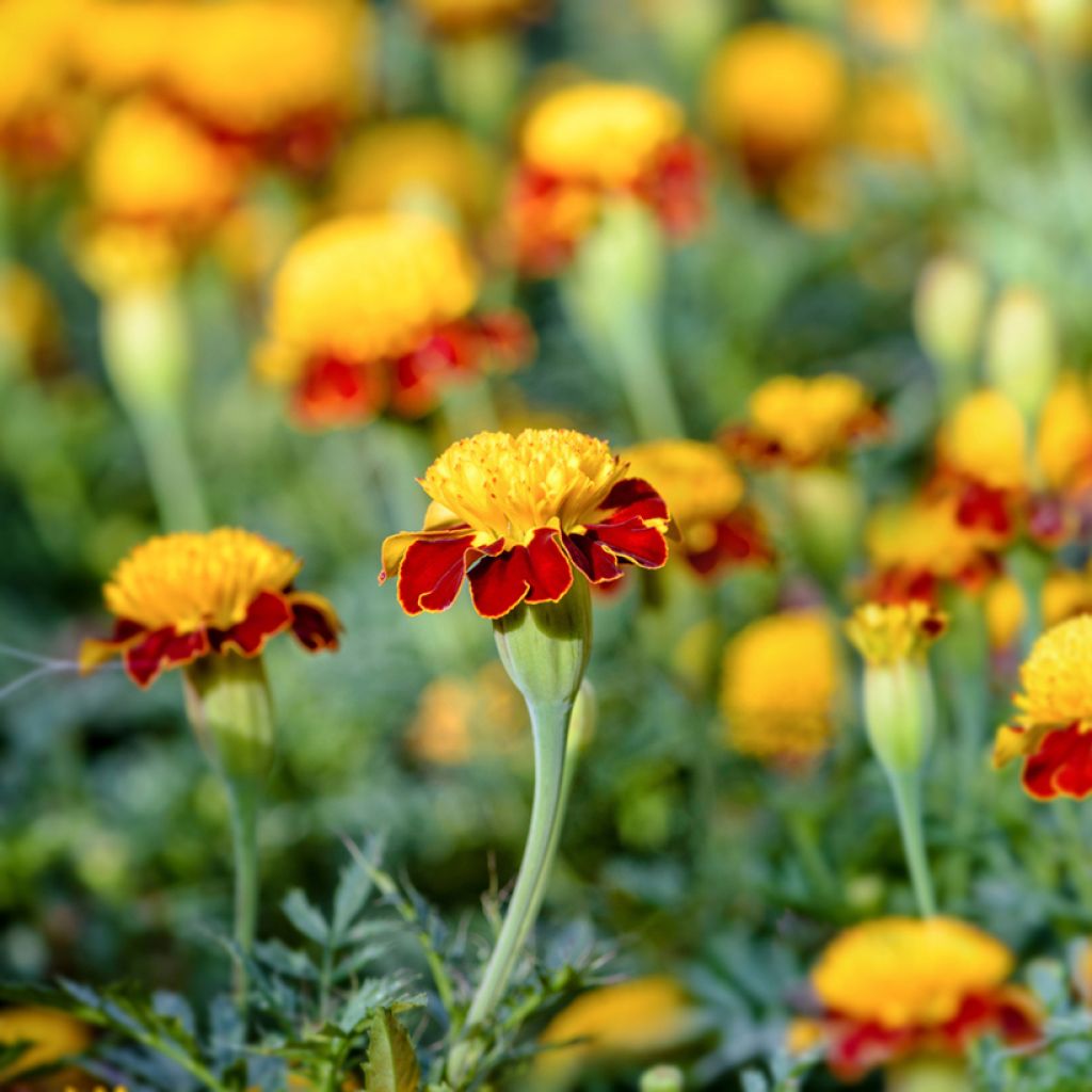 Aufrechte Studentenblume Tiger Eyes (Samen) - Tagetes