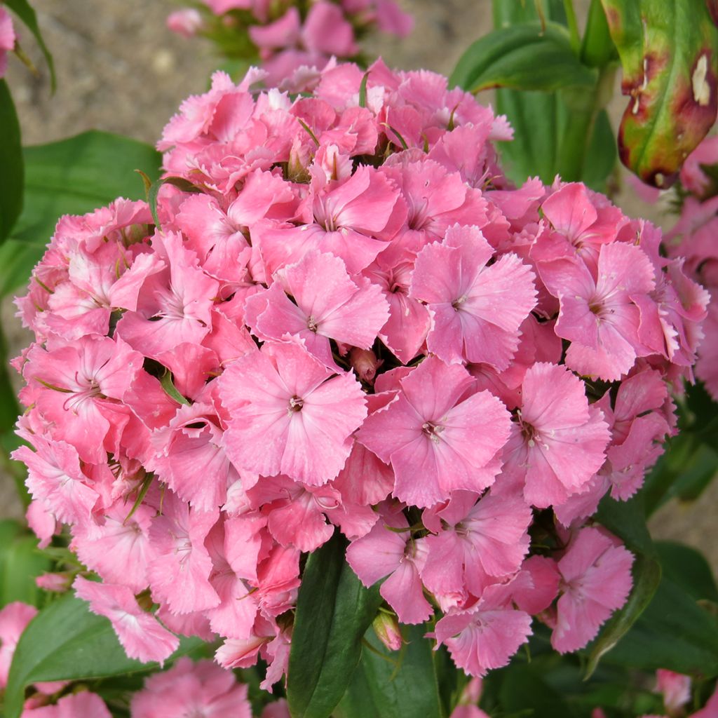 Dianthus barbatus Etournelle Light Salmon (samen) - Bartnelke