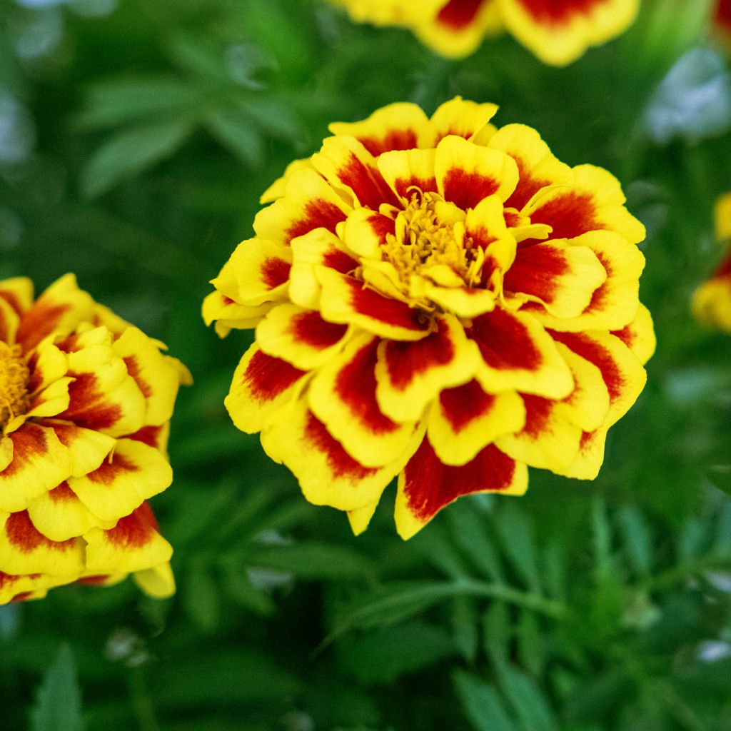 Niedrige Studenteblumen Mango Tango - Tagetes patula