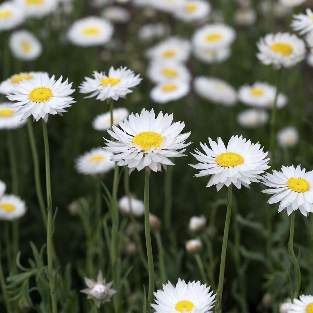 Weisse Strohblume (Samen) - Acroclinium