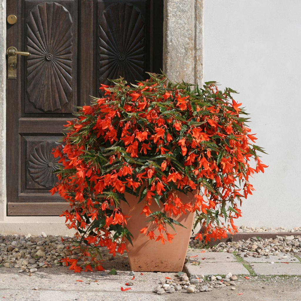 Begonie Copacabana F1 Orange (Pillierte Samen) - Begonia boliviensis