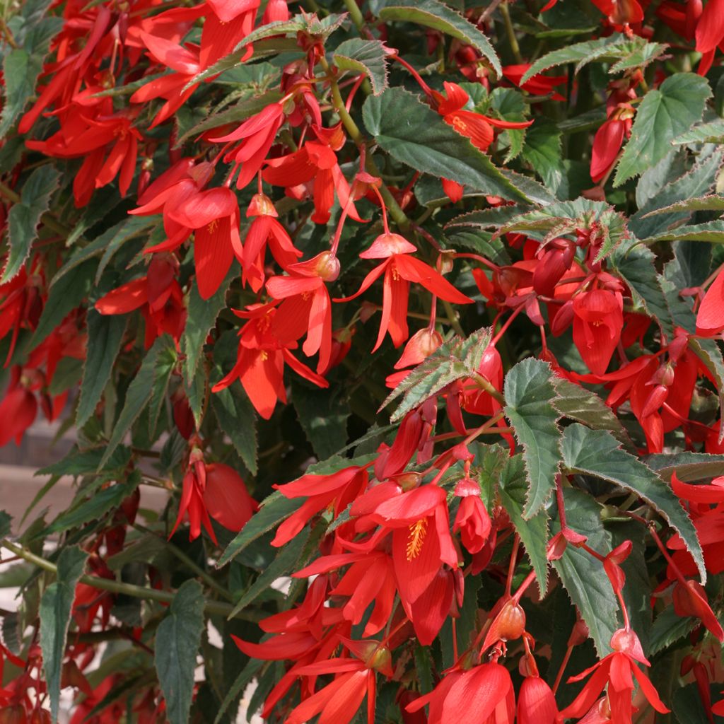 Begonie Copacabana F1 Red (Pillierte Samen) - Begonia boliviensis