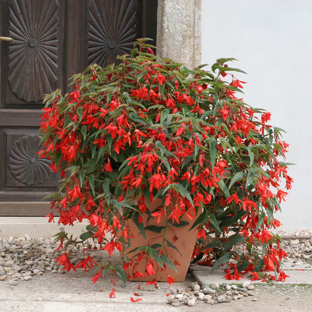 Begonie Copacabana F1 Red (Pillierte Samen) - Begonia boliviensis