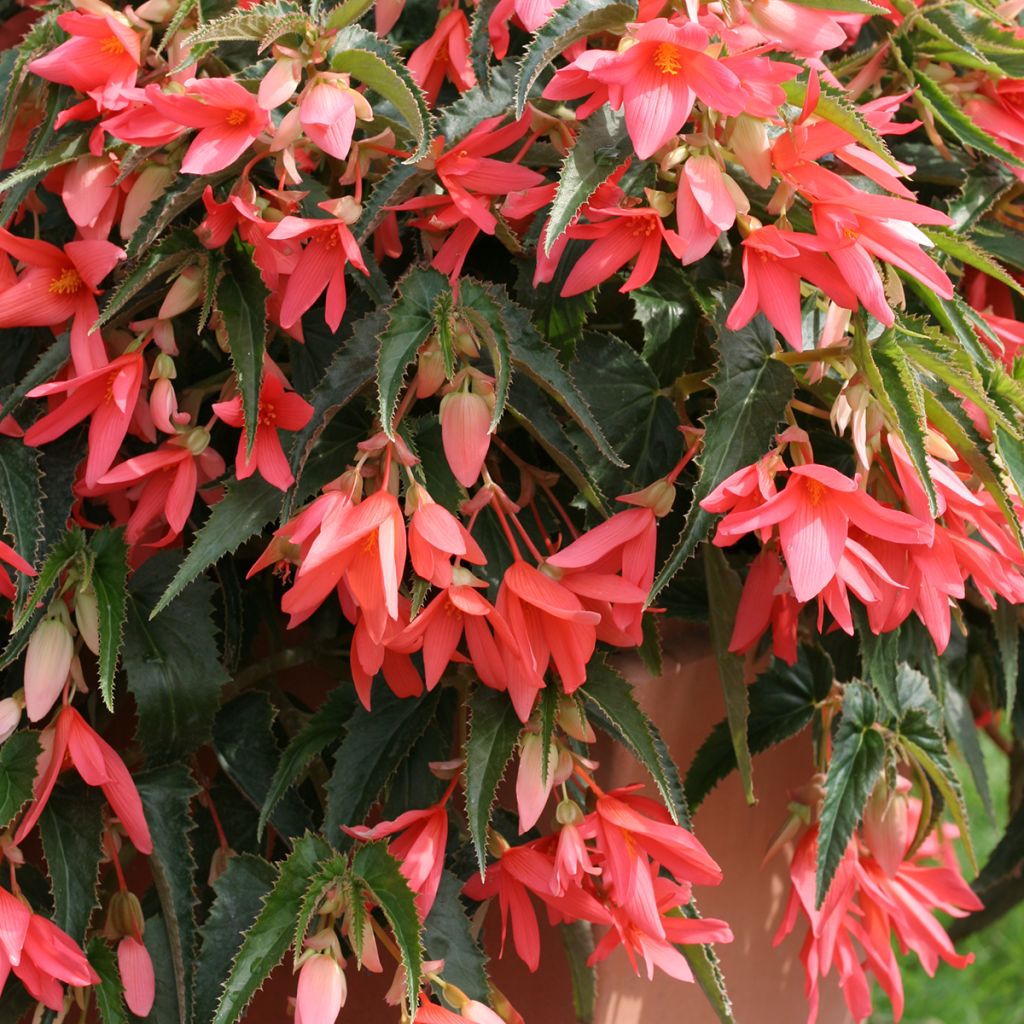 Begonie Copacabana F1 Salmon (Pillierte Samen) - Begonia boliviensis