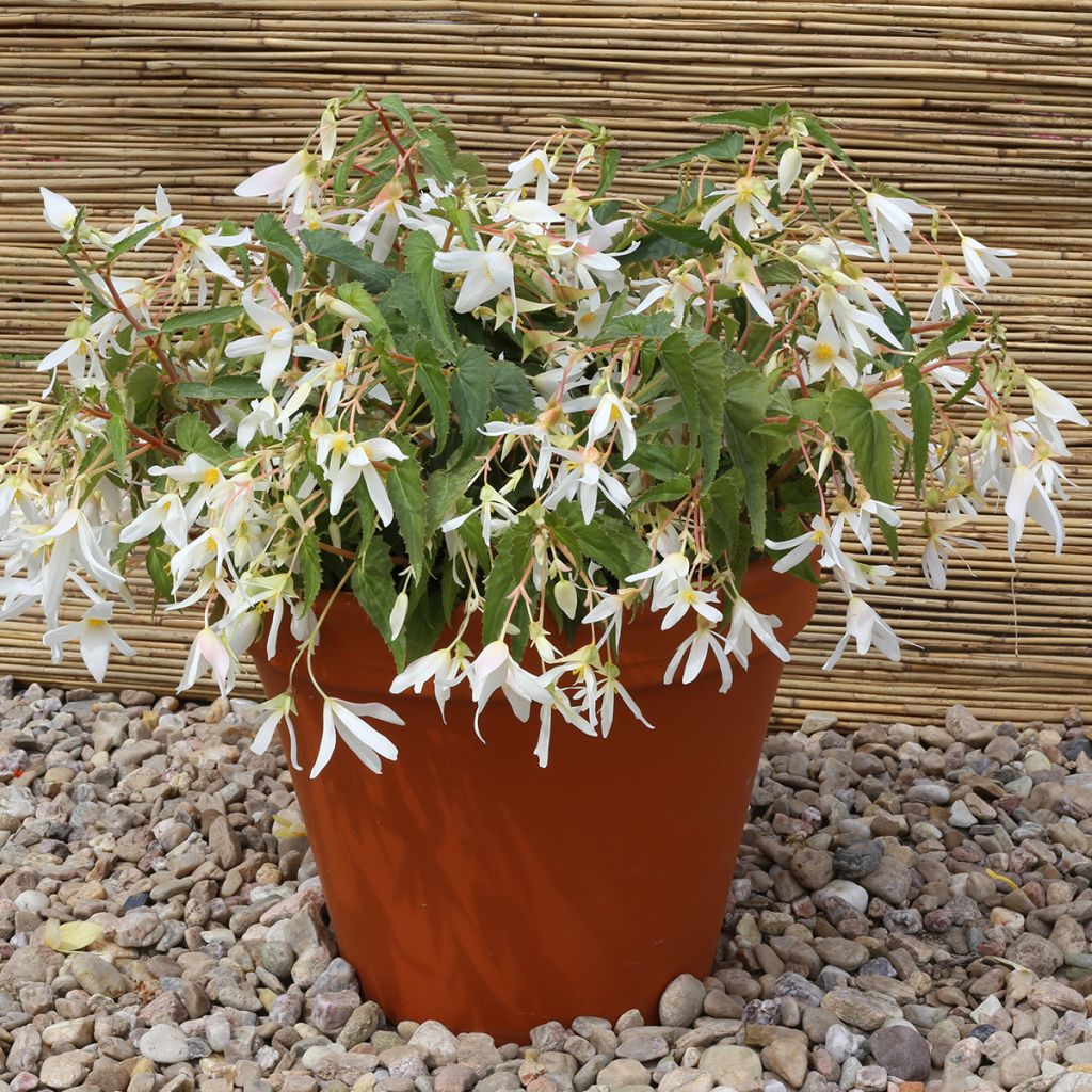 Begonie Copacabana F1 White (Pillierte Samen) - Begonia boliviensis