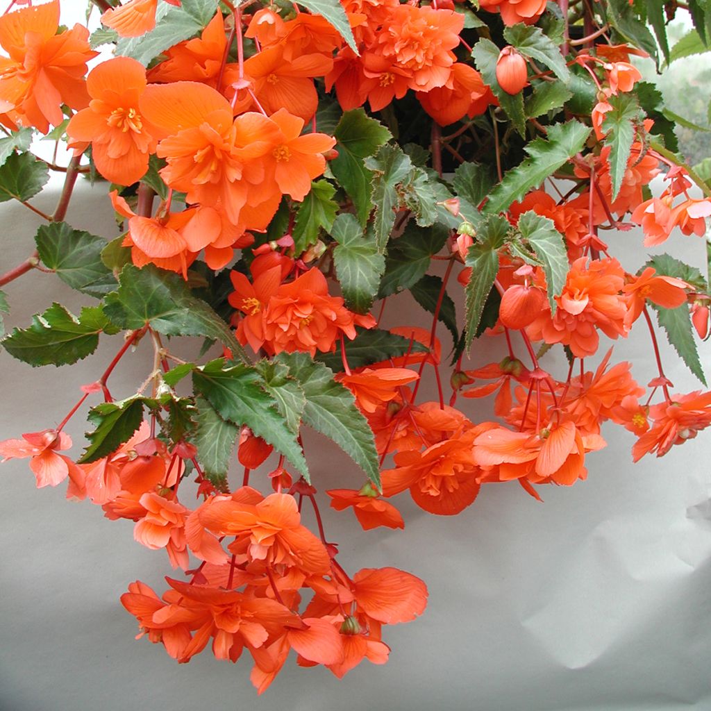 Begonie Chanson F1 Salmon (Pillierte Samen) - Begonia pendula