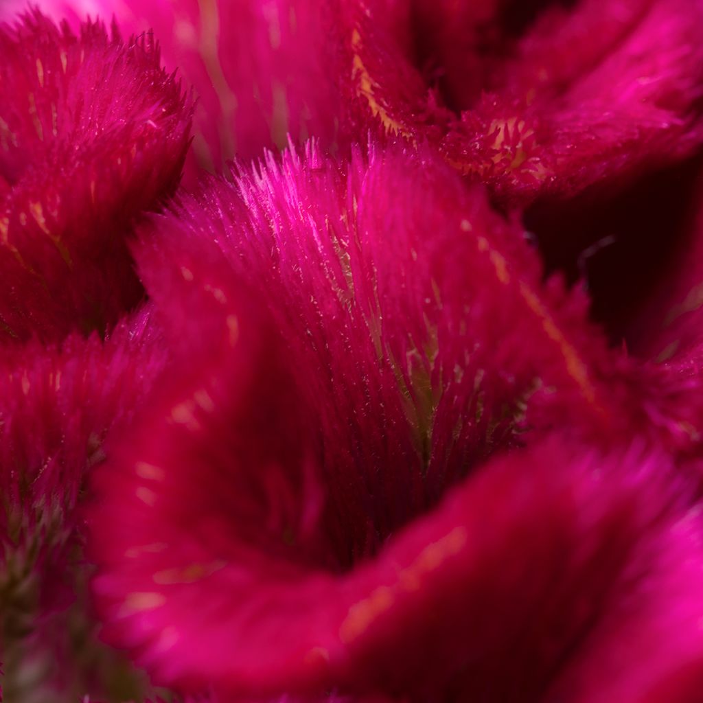 Celosia cristata Bar Bora (Samen) - Hahnenkamm
