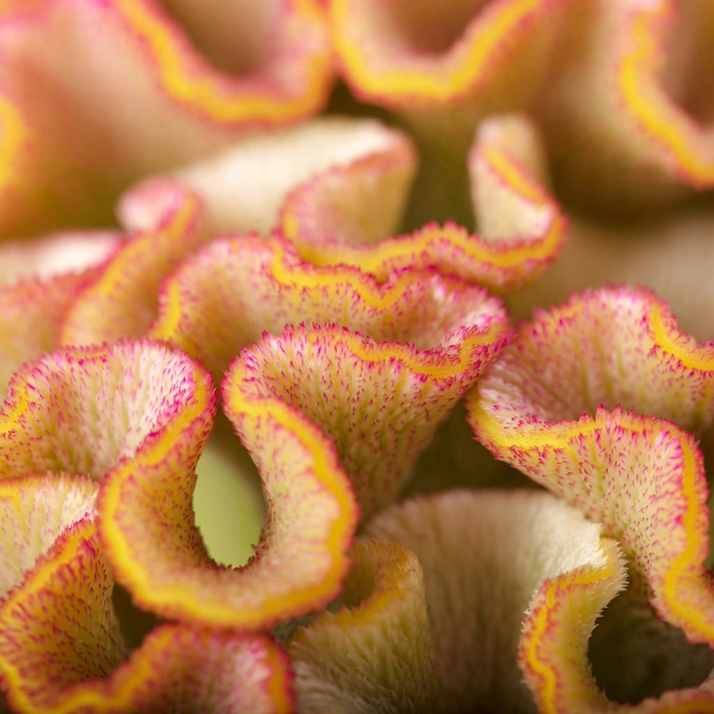 Celosia cristata Bar Bossa (Samen) - Hahnenkamm