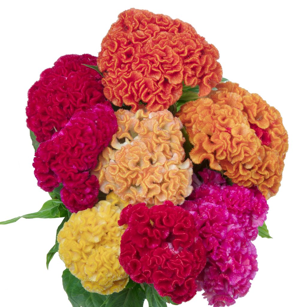 Celosia cristata Captain Mix (Samen) - Hahnenkamm