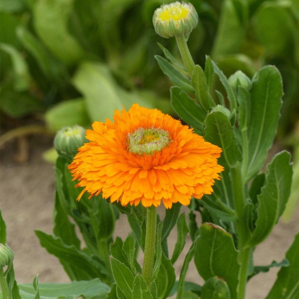 Graines de Calendula officinalis Ollioules Orange Greenheart - Souci des Jardins