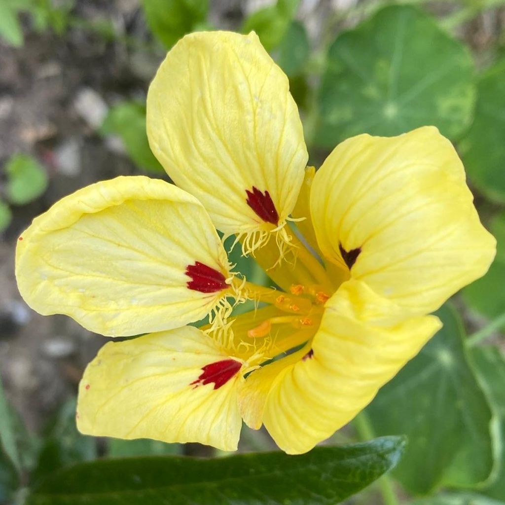 Große Kapuzinerkresse Cream Troika