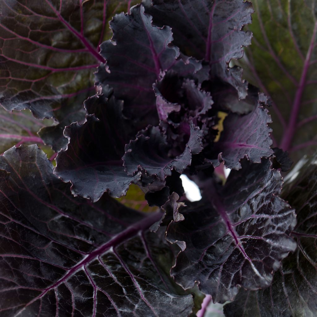 Grünkohl F1 Black Leaf