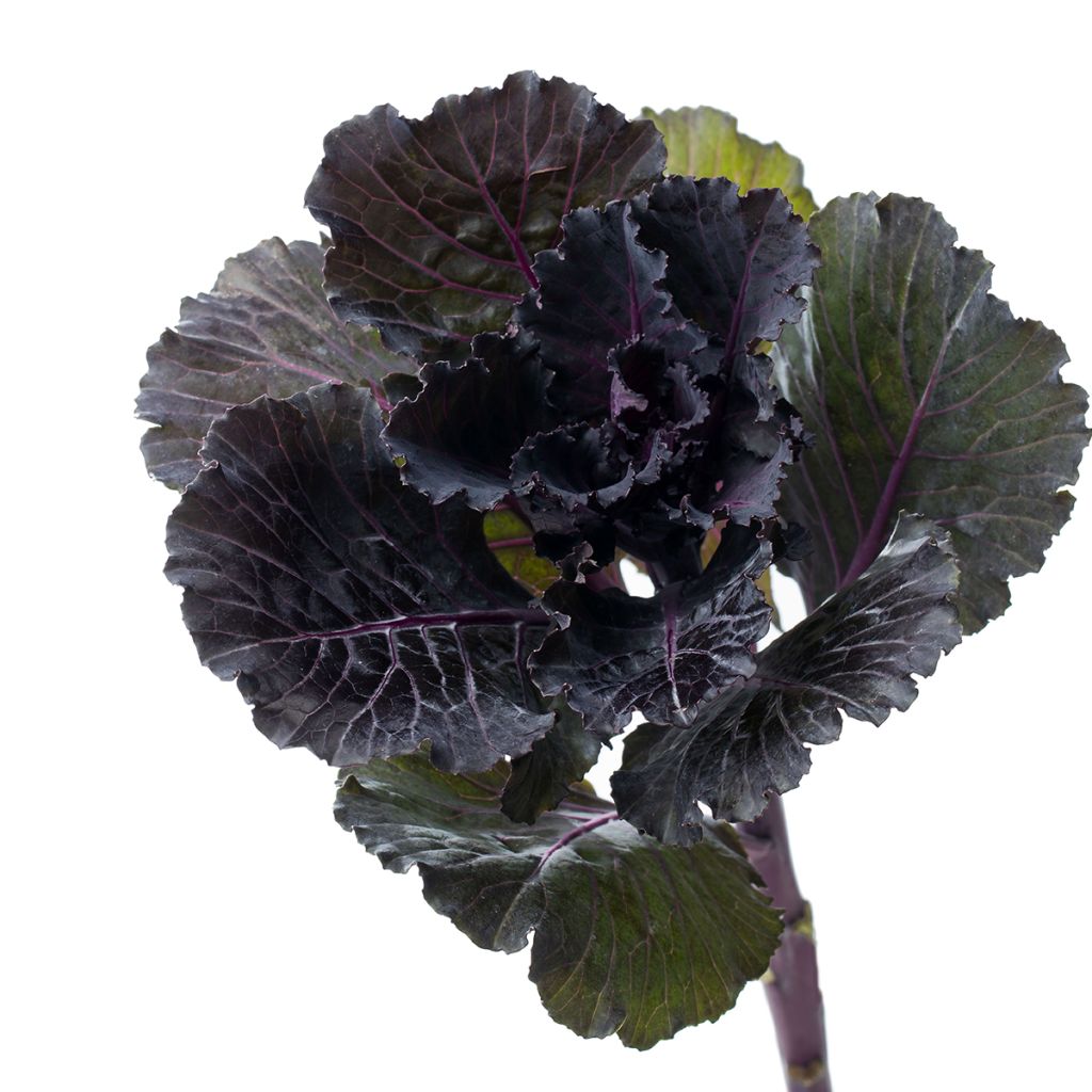 Grünkohl F1 Black Leaf