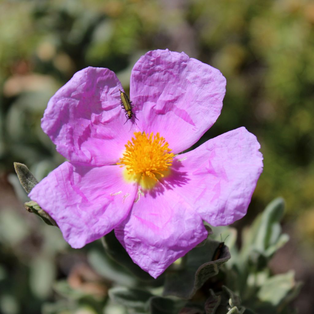 Weißliche Zistrose (Samen) - Cistus albidus