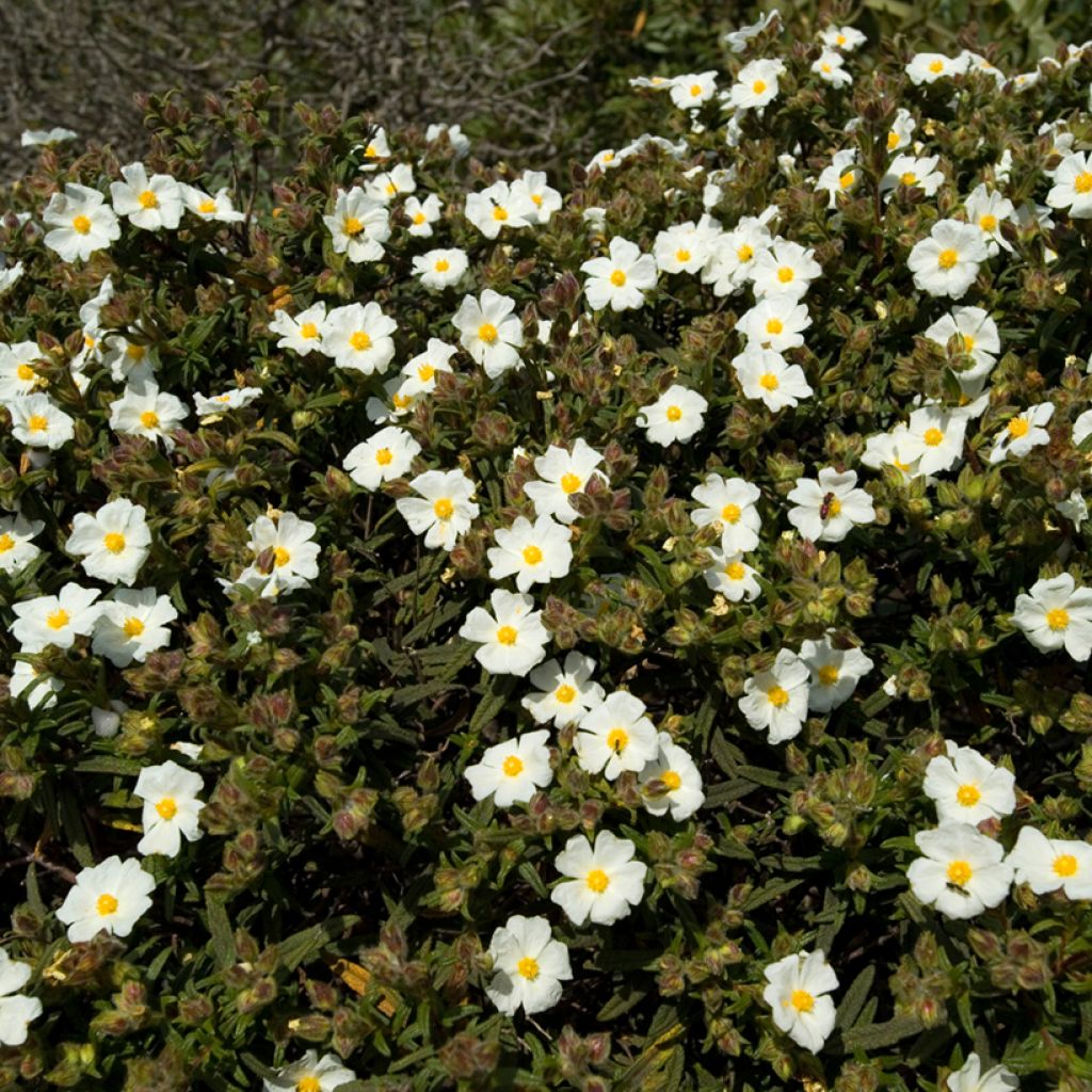 Montpellier-Zistrose (Samen) - Cistus monspeliensis