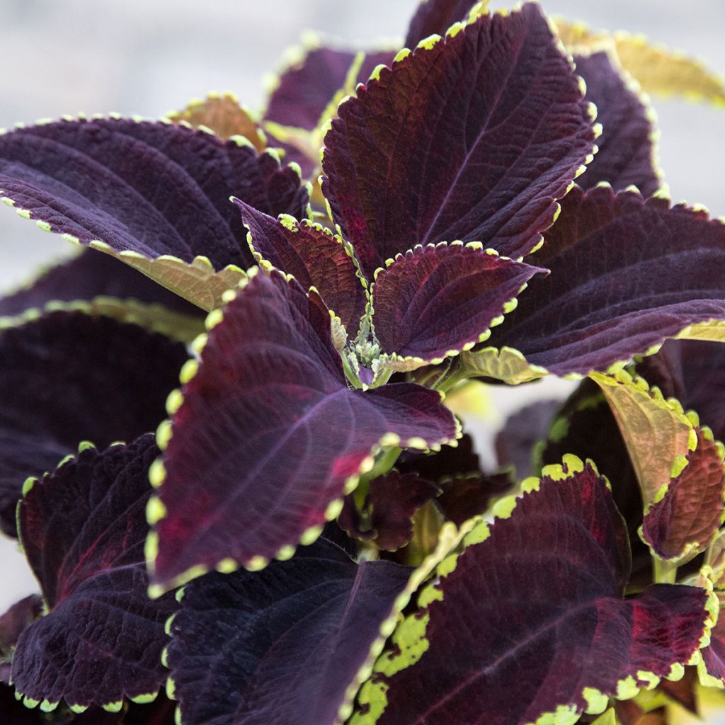 Coleus Mezmerize​ Chocolate Lime Edge (Samen) - Buntnessel