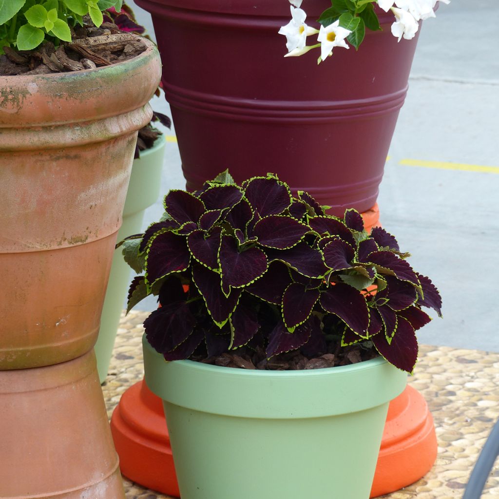 Coleus Mezmerize​ Chocolate Lime Edge (Samen) - Buntnessel