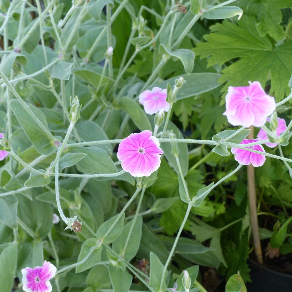 Graines de Coquelourde des jardins Angel's Blush - Lychnis coronaria