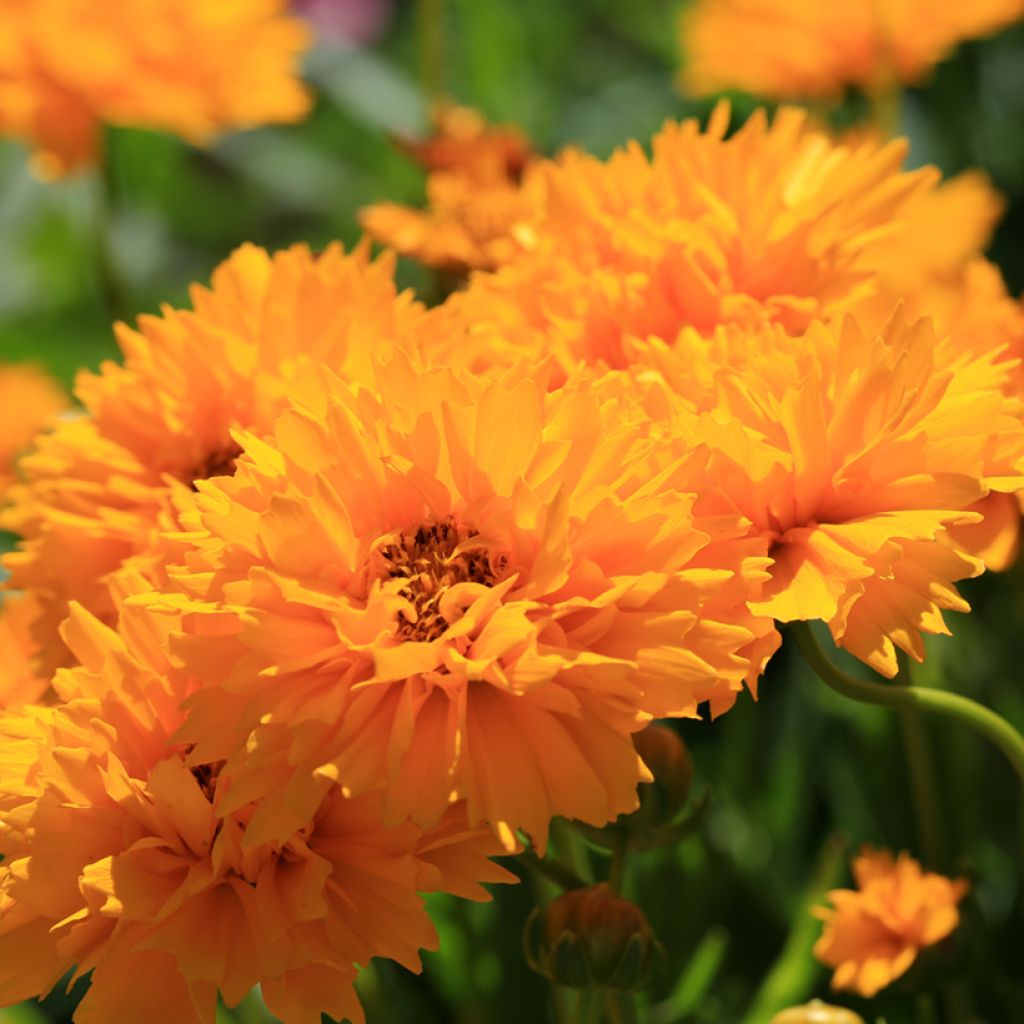 Großblumige Mädchenauge Early Sunrise (Samen) - Coreopsis grandiflora