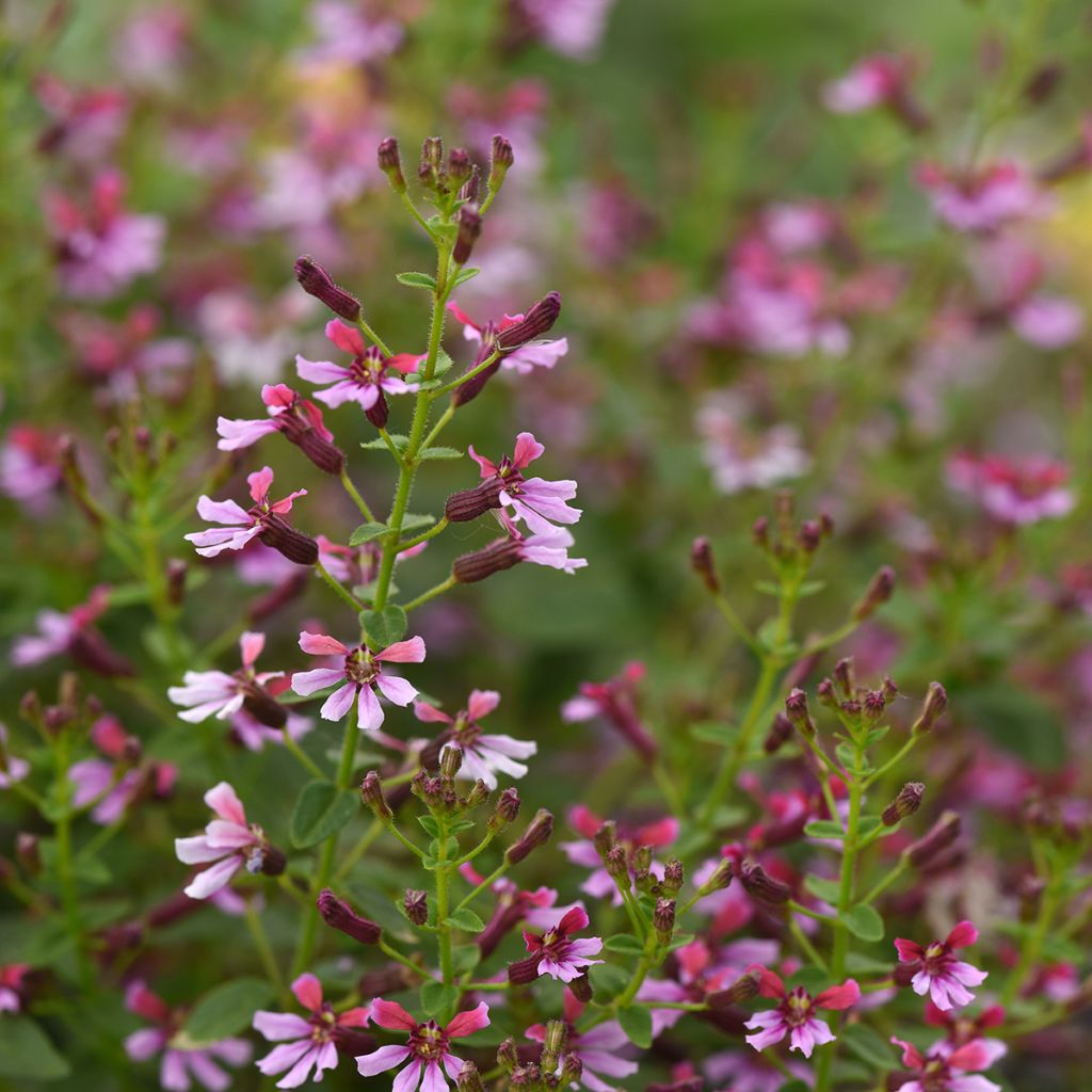 Cuphea Pink Shimmer (Pillierte Samen) - Köcherblume