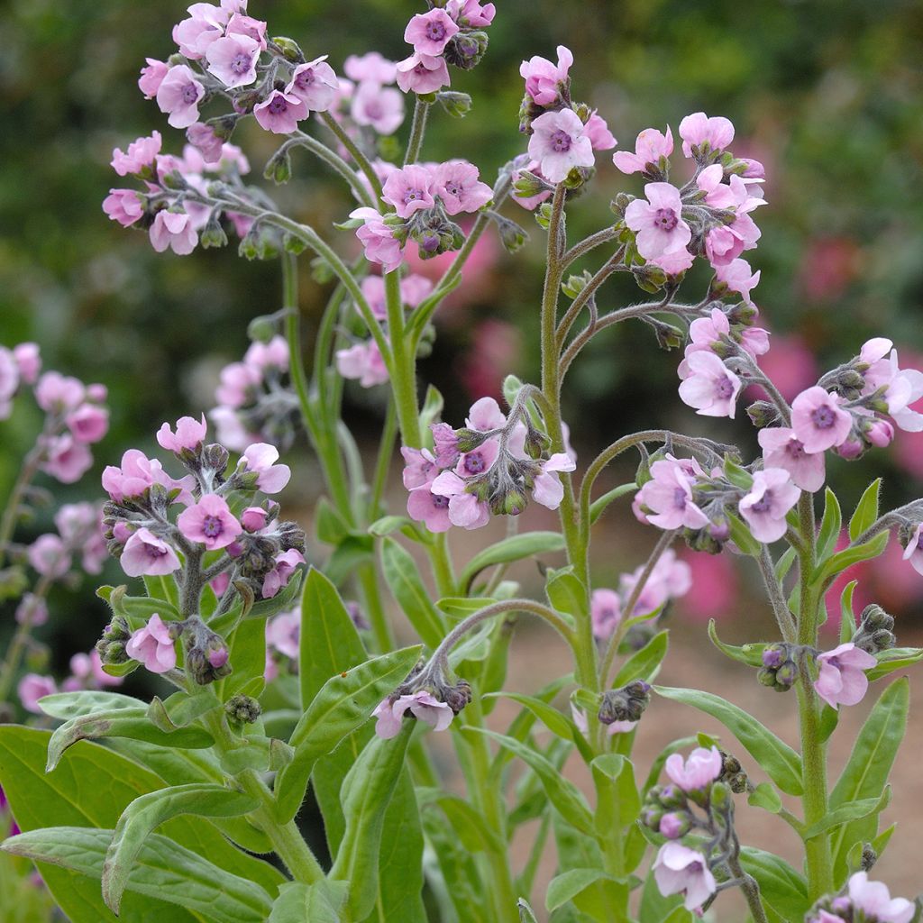 Cynoglossum zeylanicum Mystery Rose (Samen) - Hundszunge