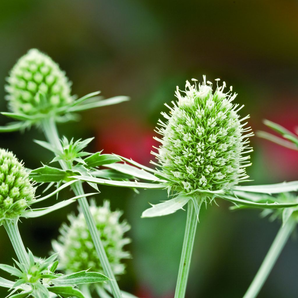 Eryngium planum White Glitter (Samen) - Flachblättrige Mannstreu