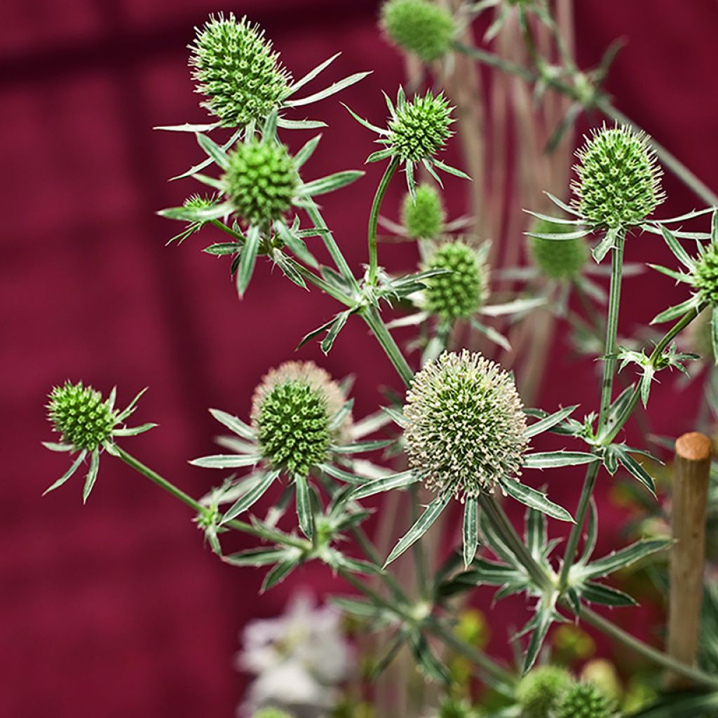 Eryngium planum White Glitter (Samen) - Flachblättrige Mannstreu