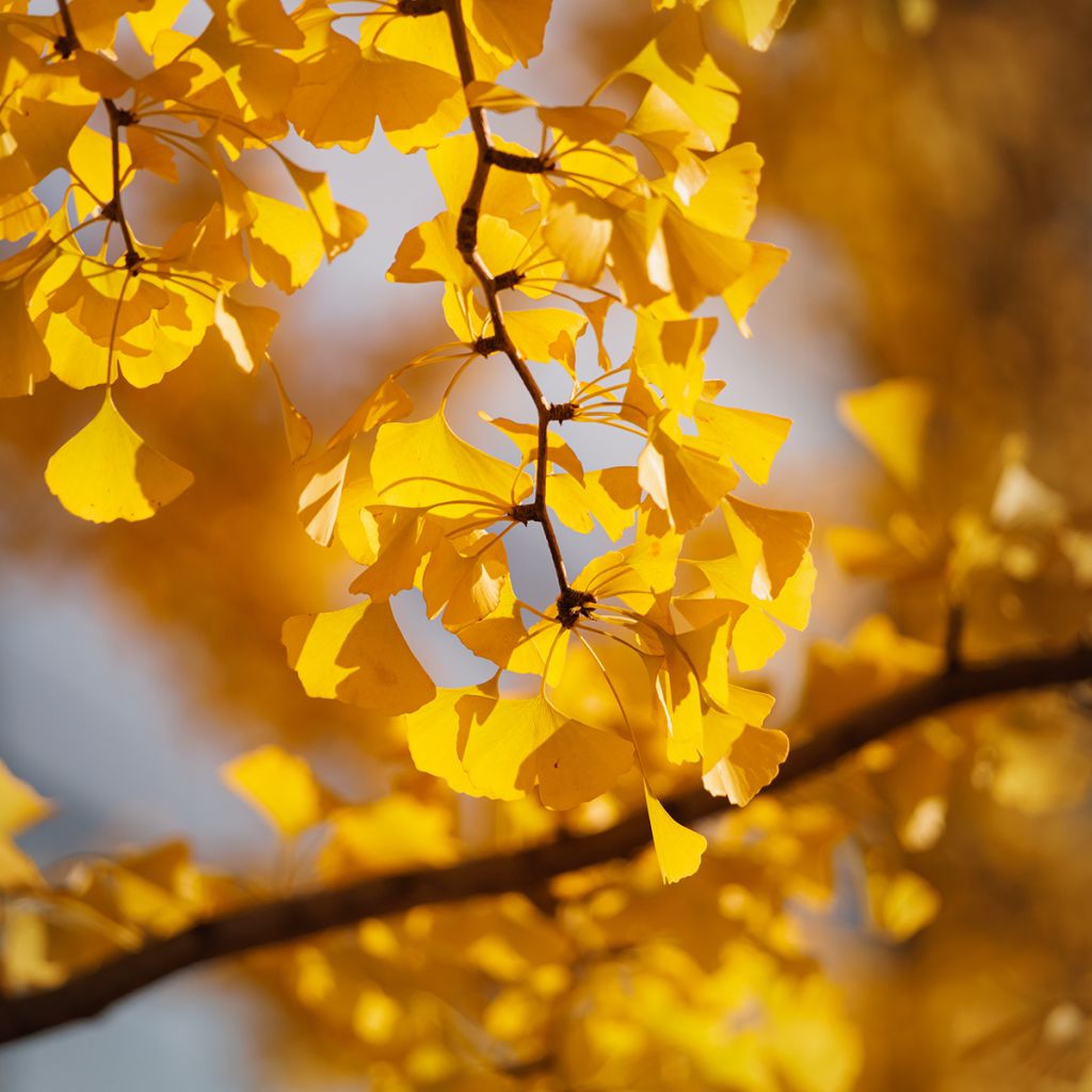 Ginkgo biloba (Samen) - Fächerblattbaum