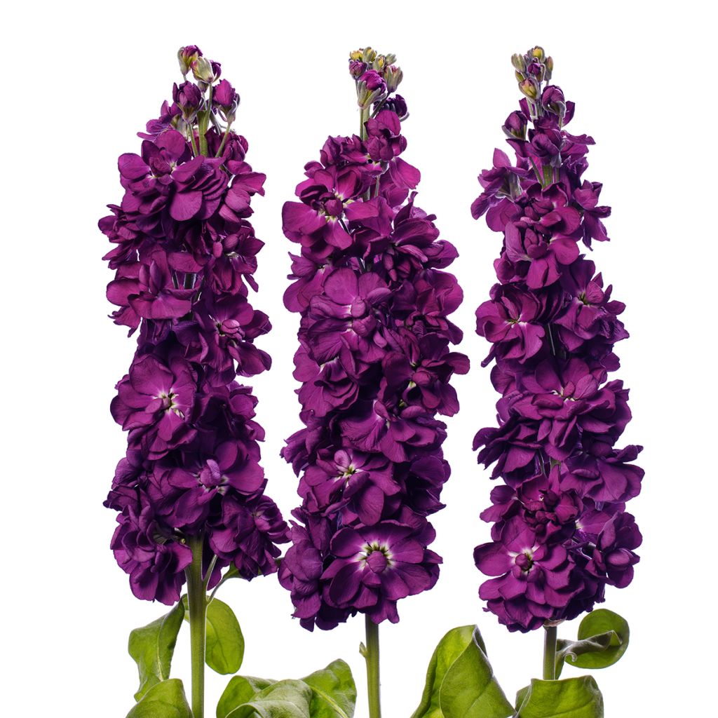 Levkoje Milla Aubergine (Samen) - Matthiola incana