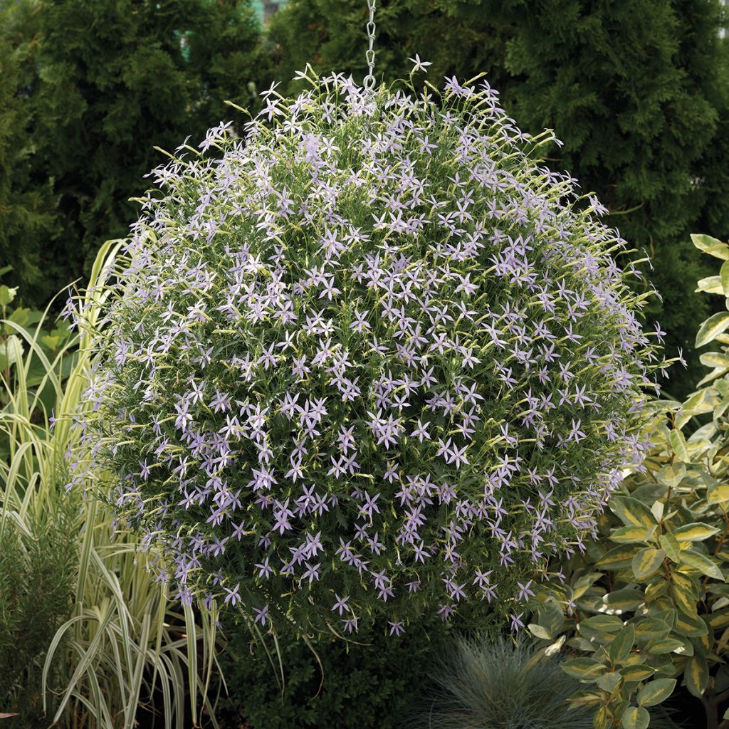 Graines de Laurentia Starshine Blue (enrobées)